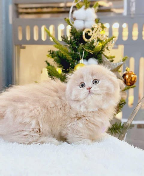 Munchkin Fold Longhair
