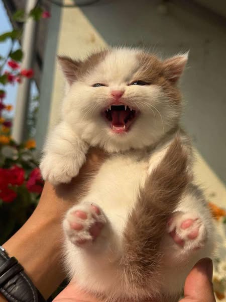 Munchkin