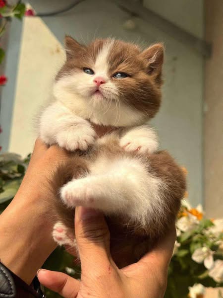 Munchkin