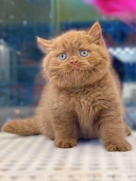 Munchkin