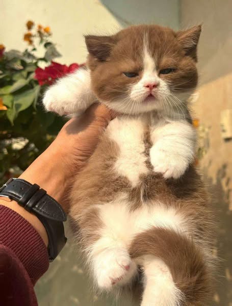 Munchkin