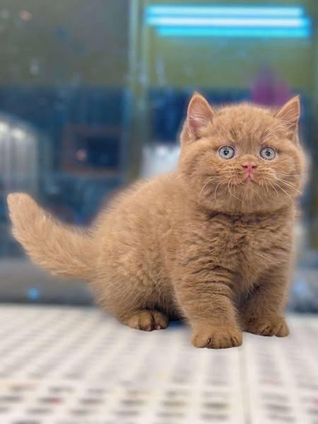 Munchkin