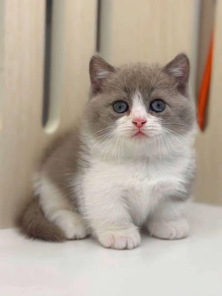 Munchkin