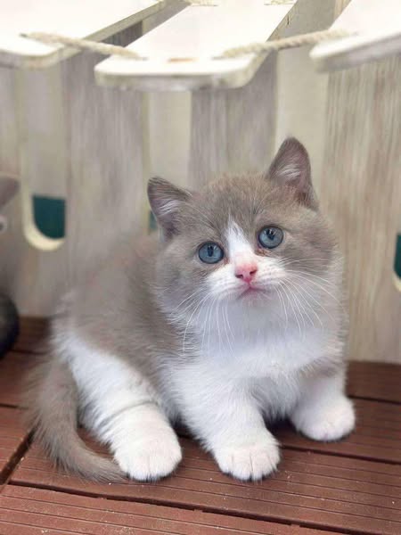 Munchkin
