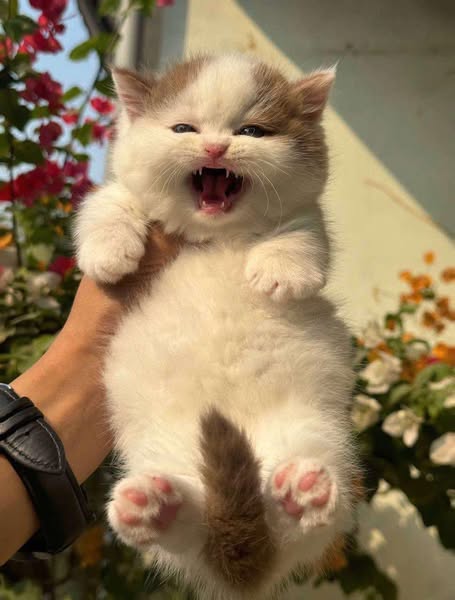 Munchkin