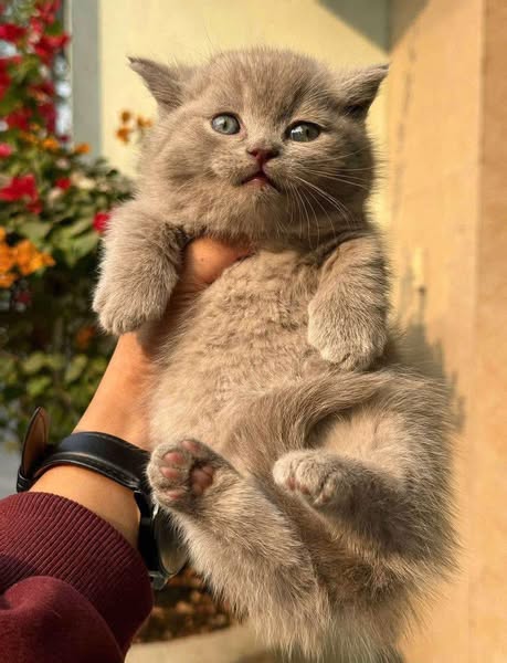 Munchkin