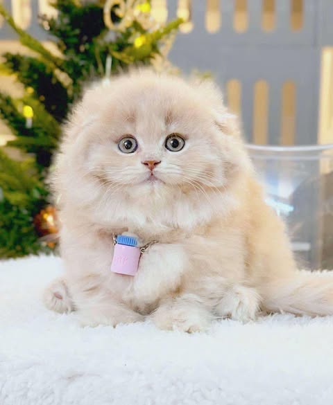 Munchkin Fold Longhair
