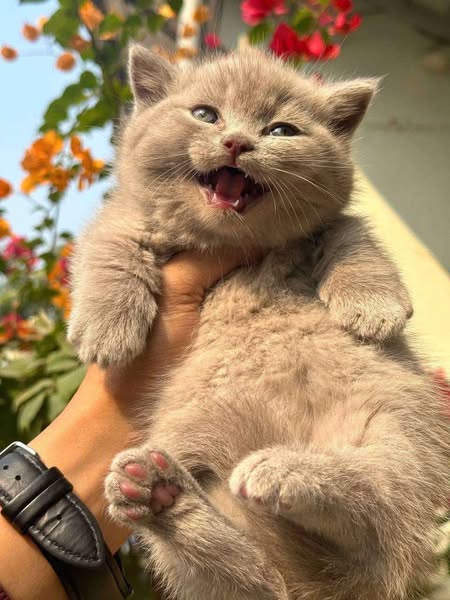 Munchkin