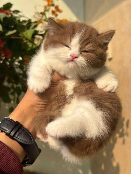 Munchkin