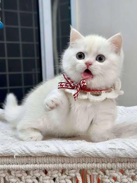 Munchkin