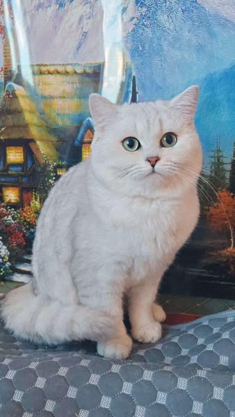 British Shorthair