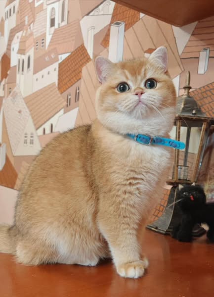 British Shorthair