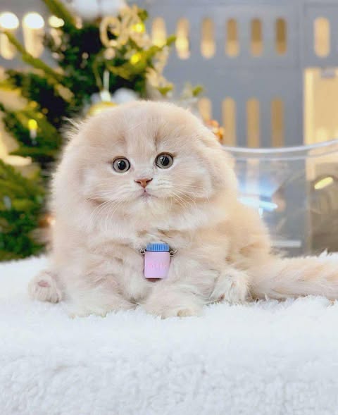 Munchkin Fold Longhair