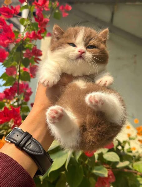 Munchkin