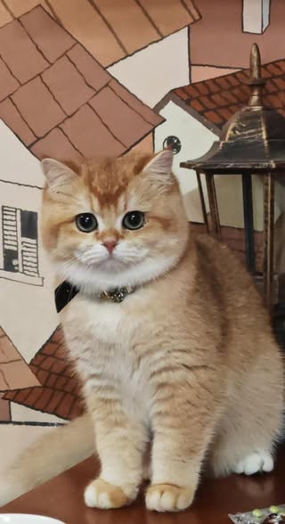 British Shorthair