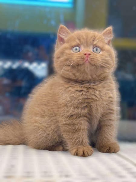 Munchkin