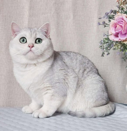 British Shorthair