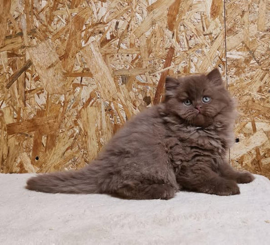 British Longhair