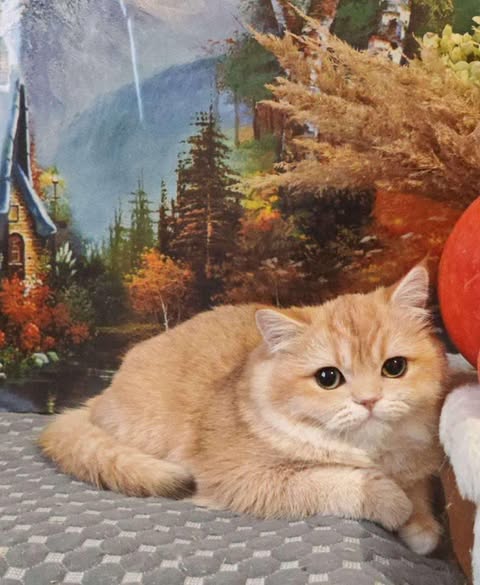 British Shorthair