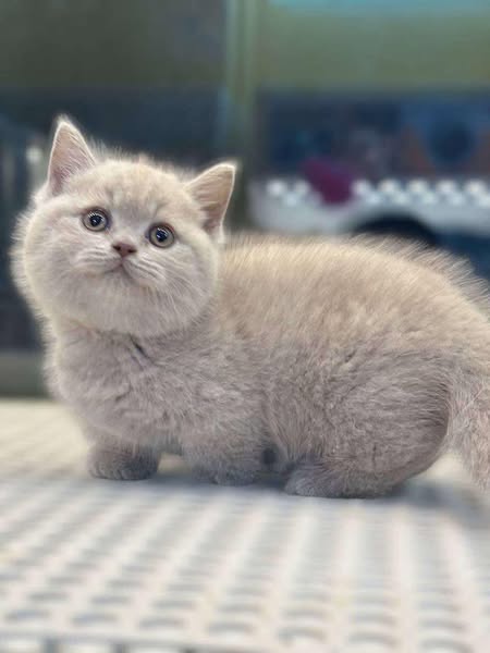 Munchkin