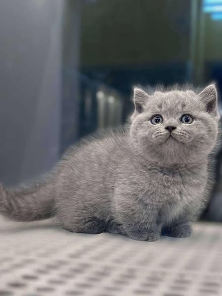 Munchkin