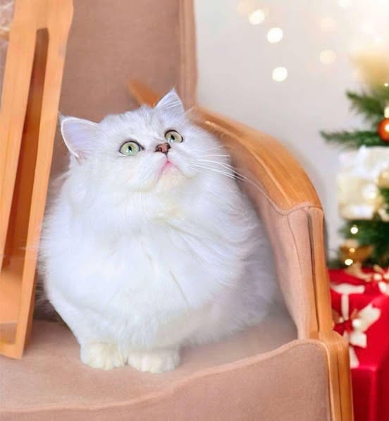 Munchkin Longhair