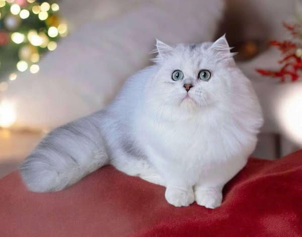 Munchkin Longhair