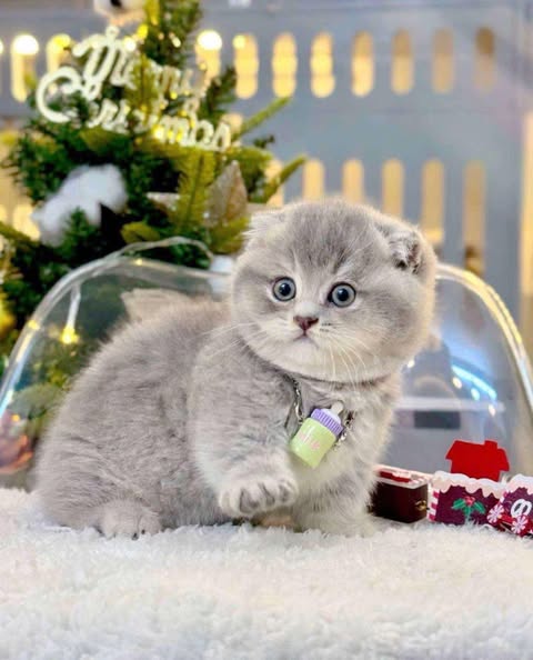 Munchkin Fold