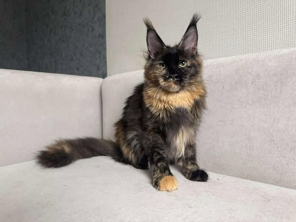 Maine Coon