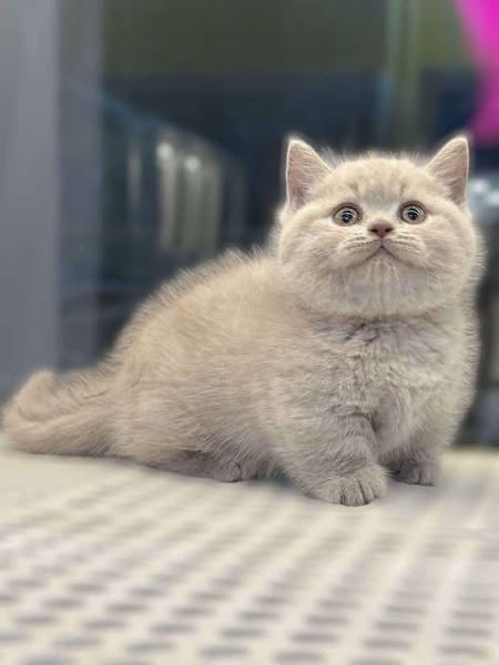 Munchkin