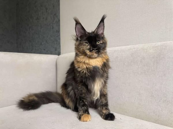 Maine Coon