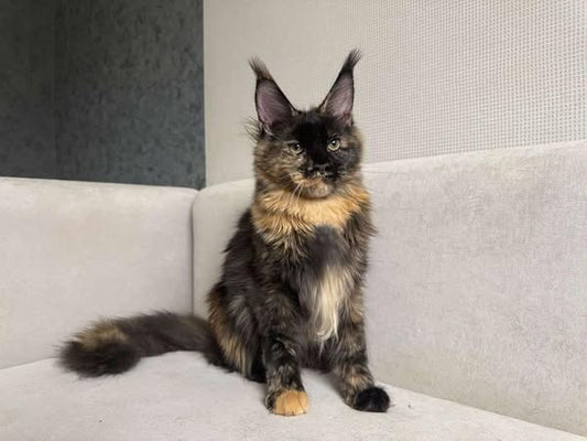 Maine Coon