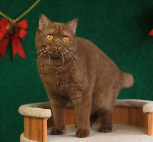 British Shorthair