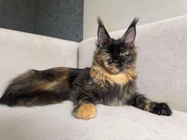 Maine Coon