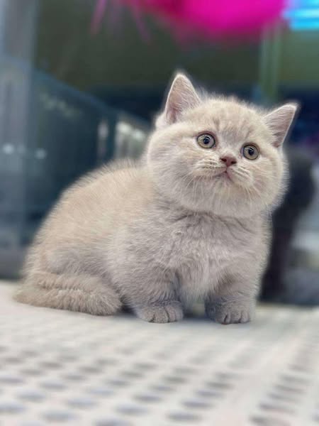 Munchkin