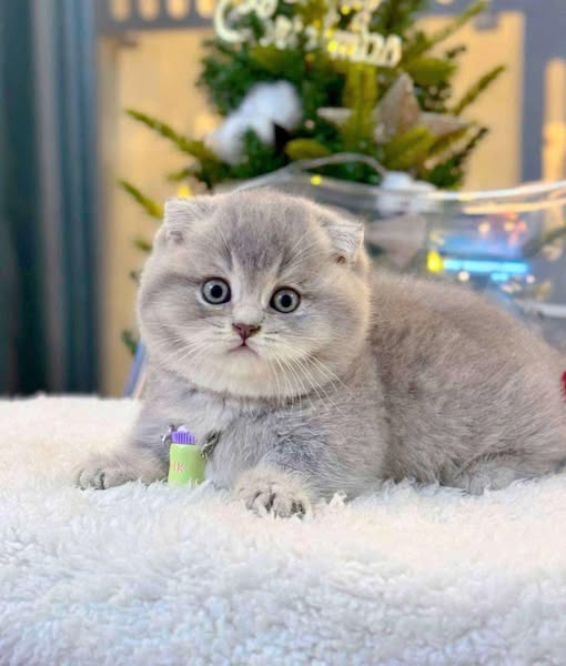 Munchkin Fold