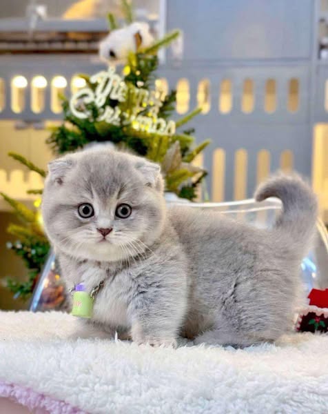 Munchkin Fold