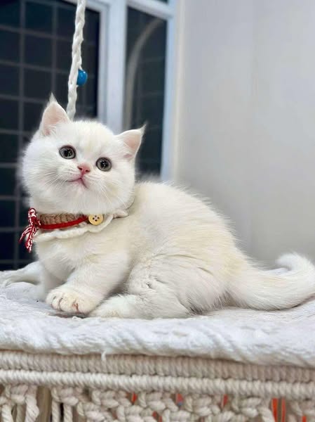 Munchkin