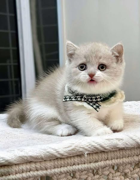 Munchkin