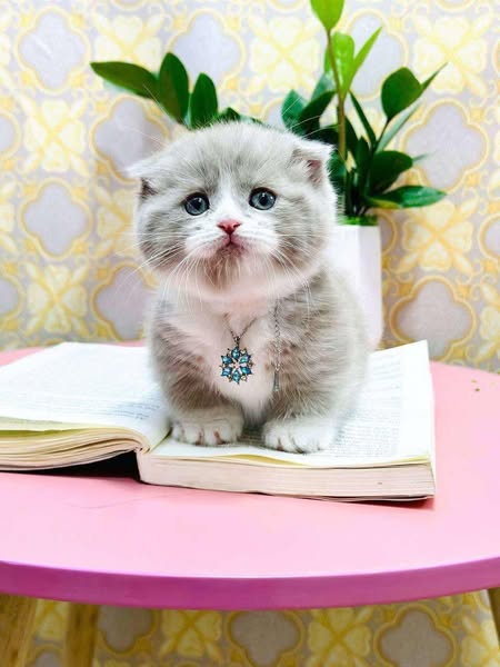 Munchkin Fold