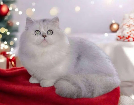 Munchkin Longhair