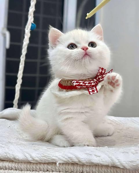 Munchkin