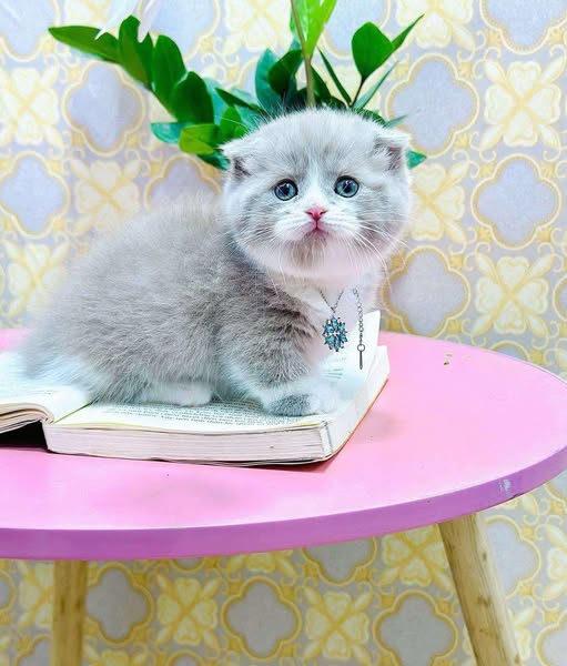 Munchkin Fold