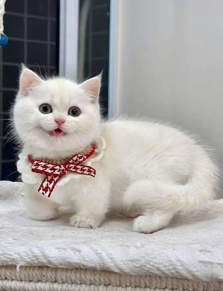 Munchkin