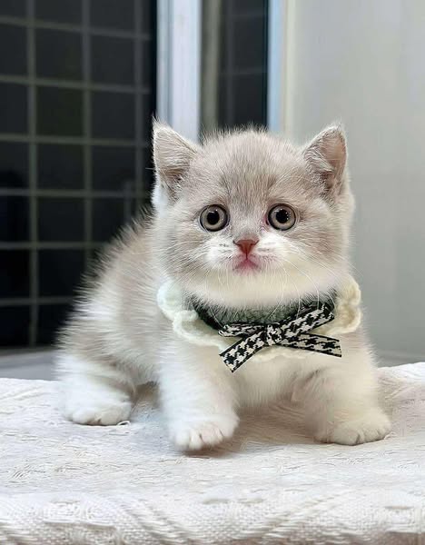 Munchkin