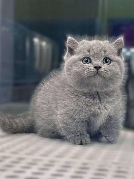 Munchkin