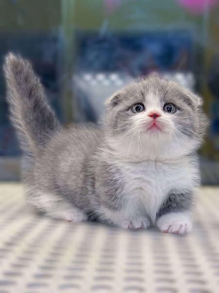 Munchkin Fold