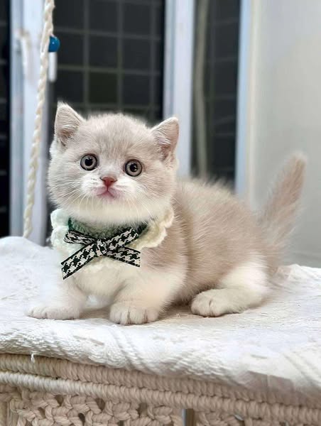 Munchkin