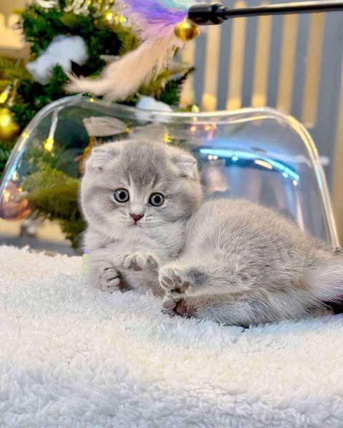 Munchkin Fold