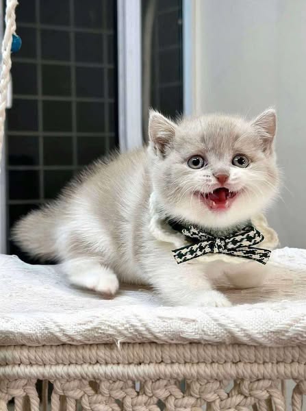 Munchkin